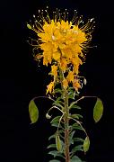 Cleome platycarpa, Bee Plant